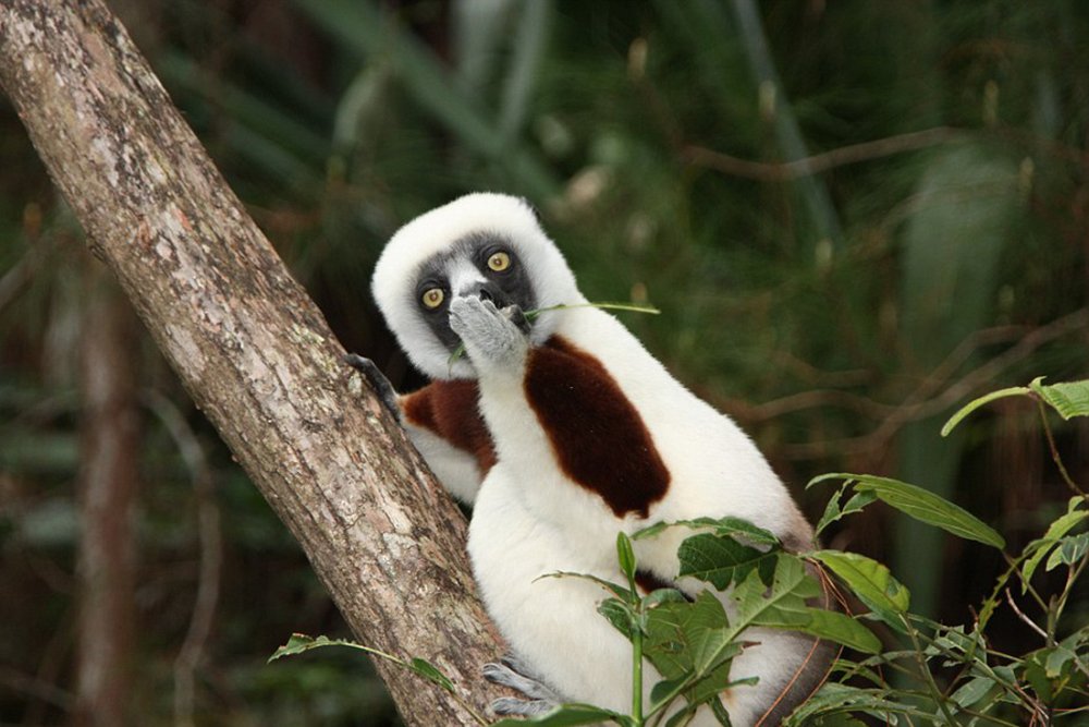 lemur