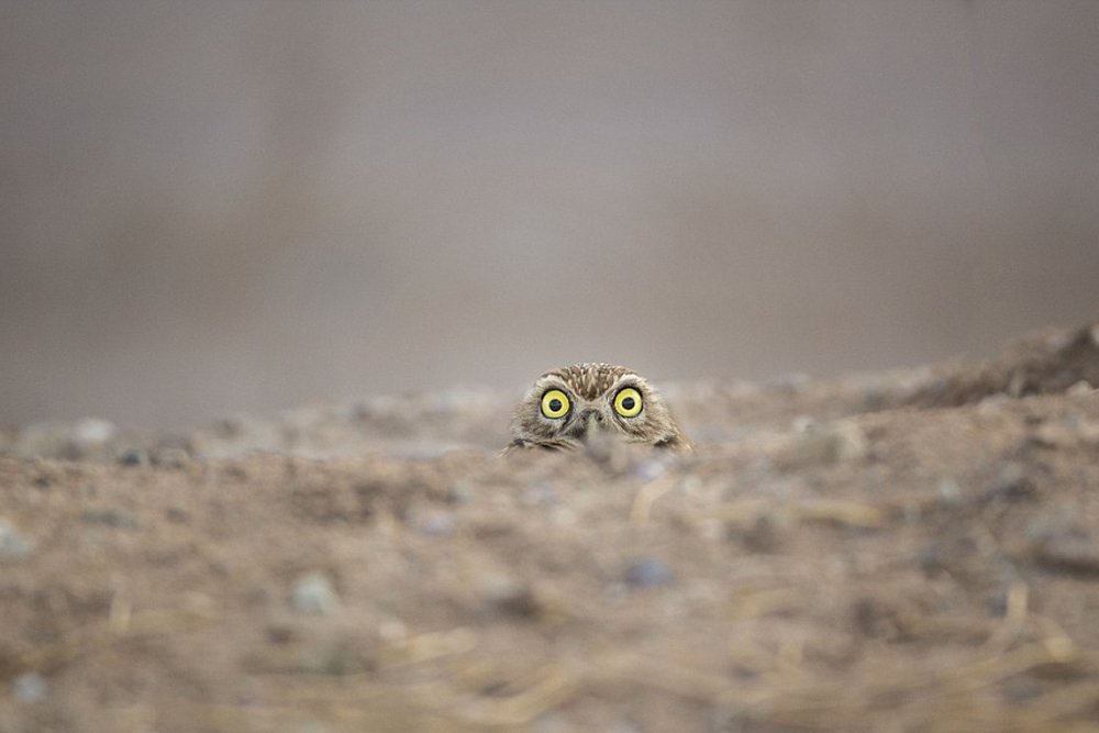 Owl