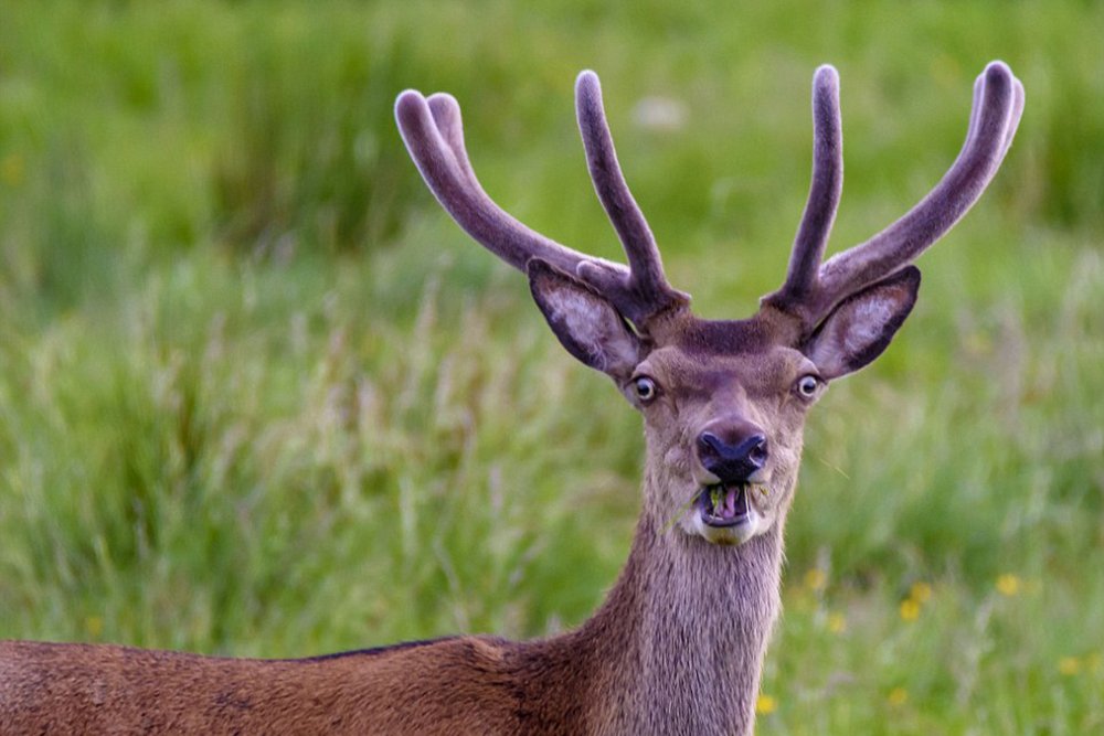 Deer