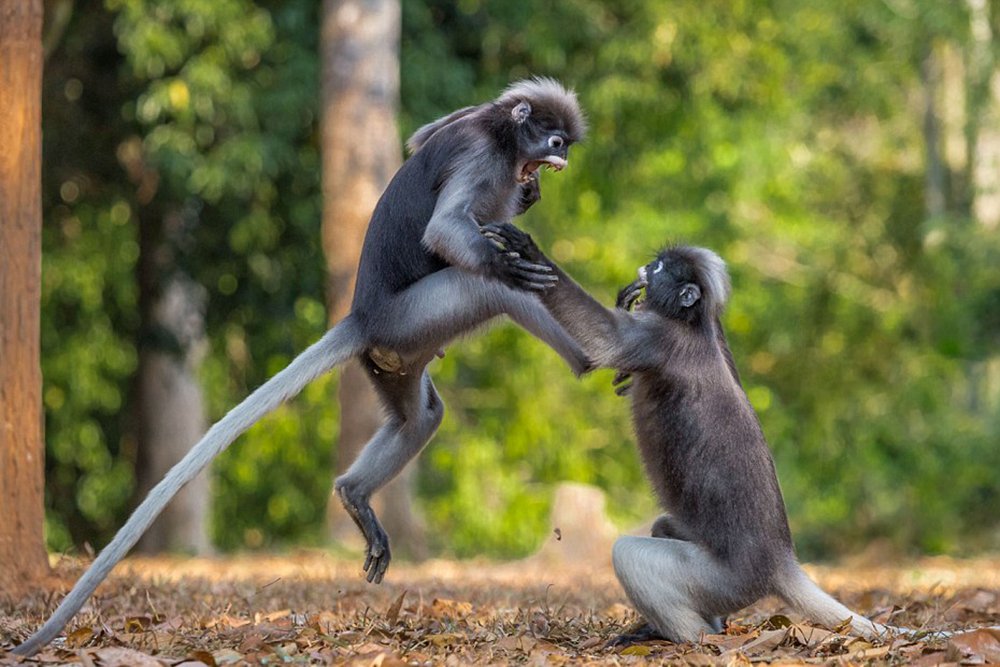 Monkeys