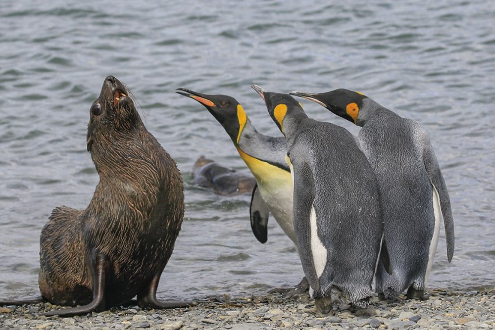 Cat and Penguins