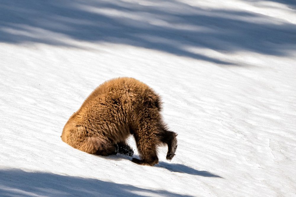 Bear in a snowdrift