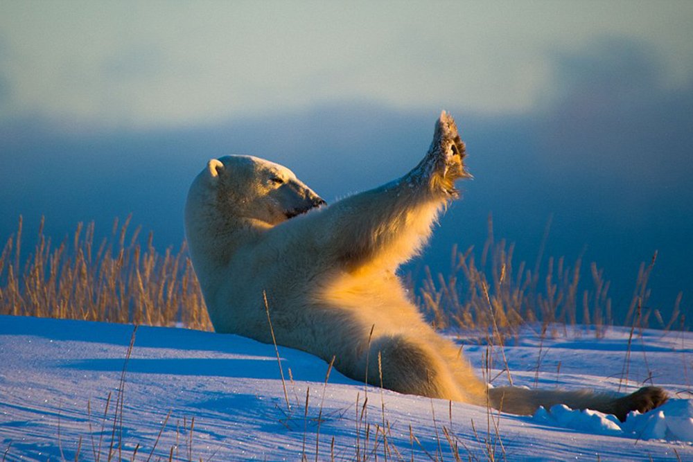 Polar bear