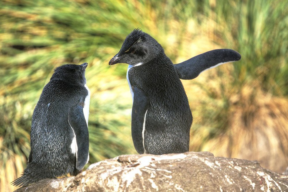 Talk of two penguins