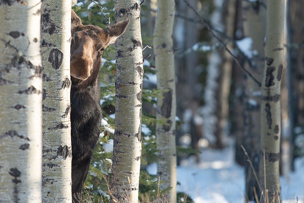 Elk hiding behind a tree