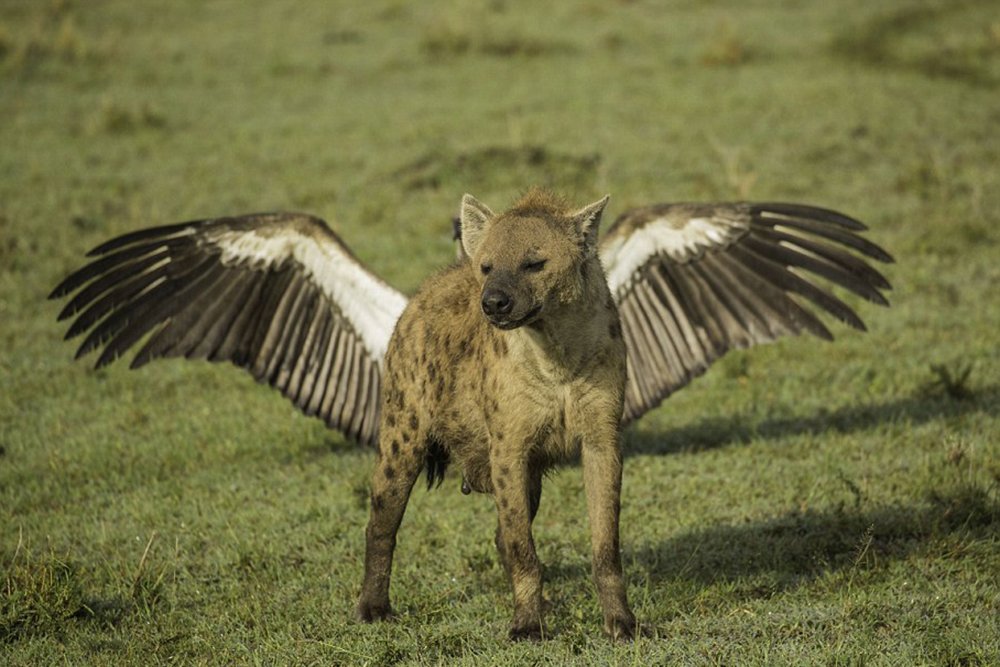 Hyena with wings