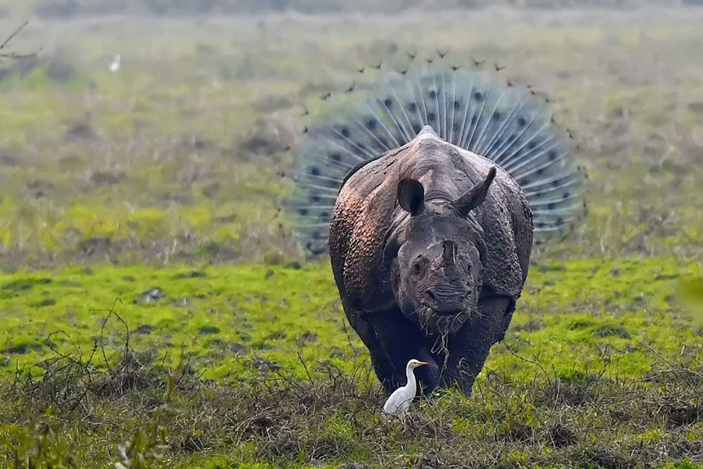 Peacock and rhino