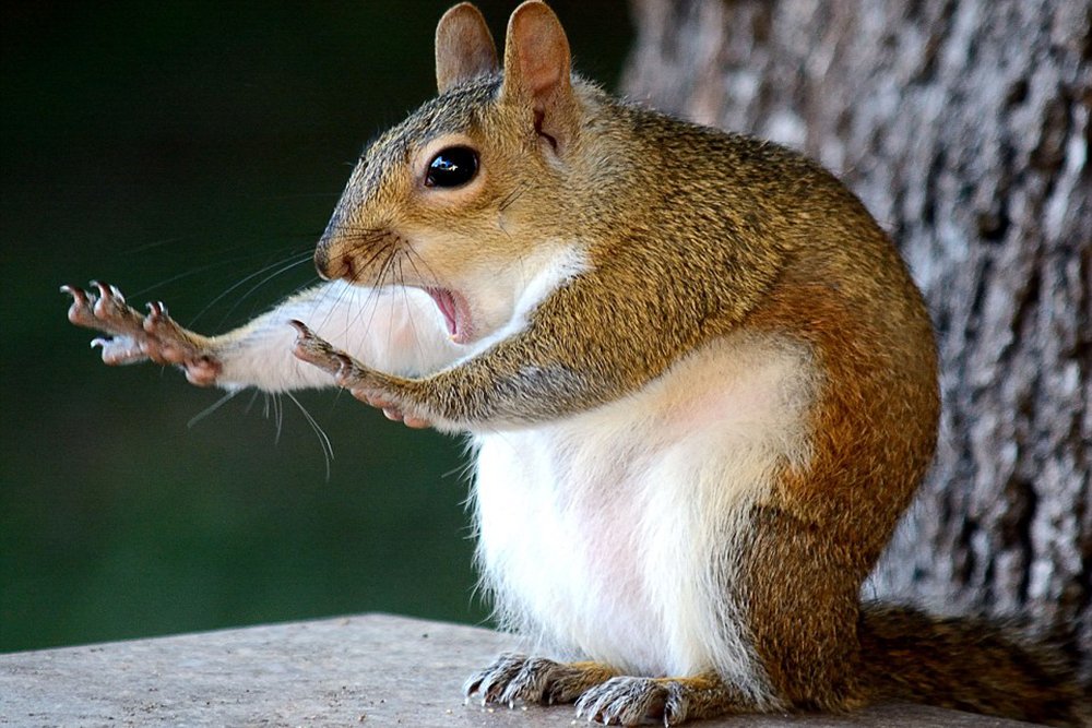 Squirrel