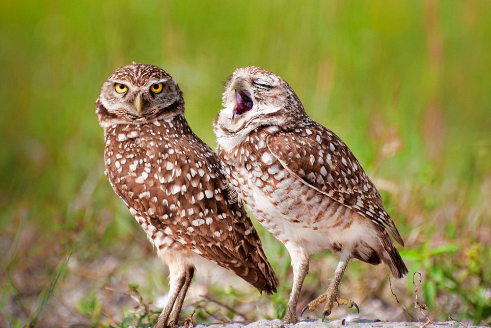 Owls