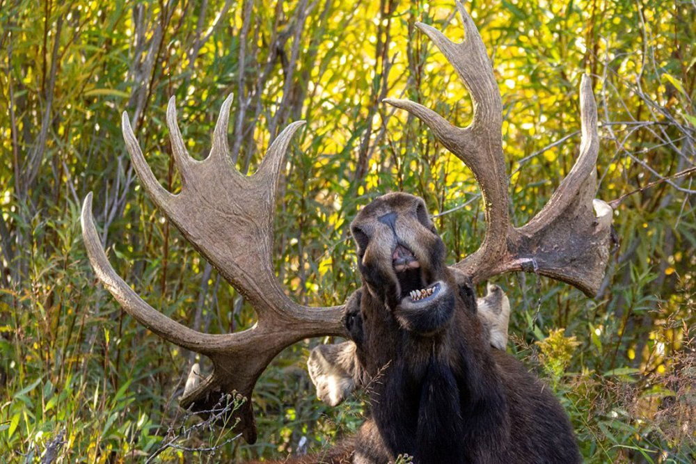 Elk grimaces