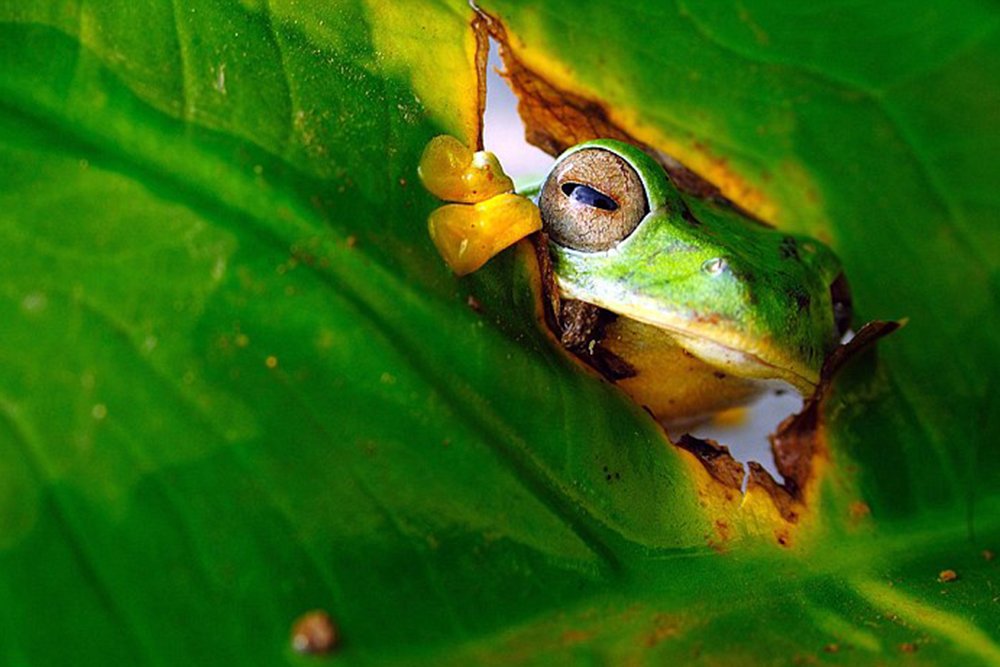 Tree Frog