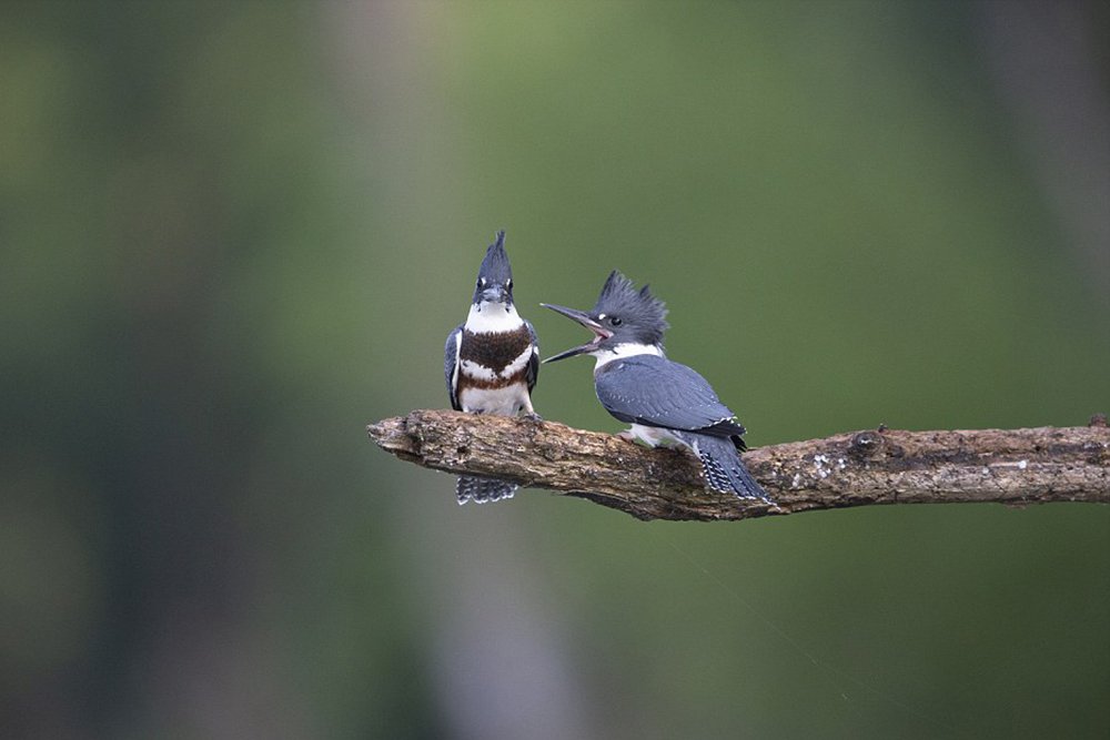 Woodpeckers