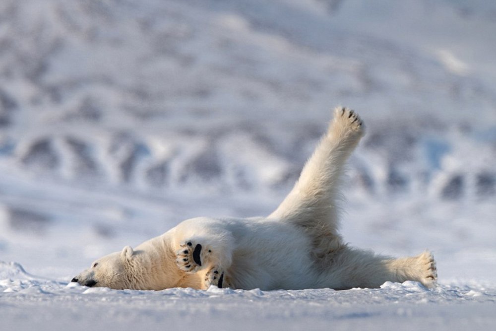 Polar bear in the snow