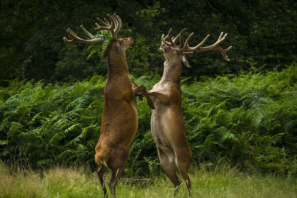 Deer dance