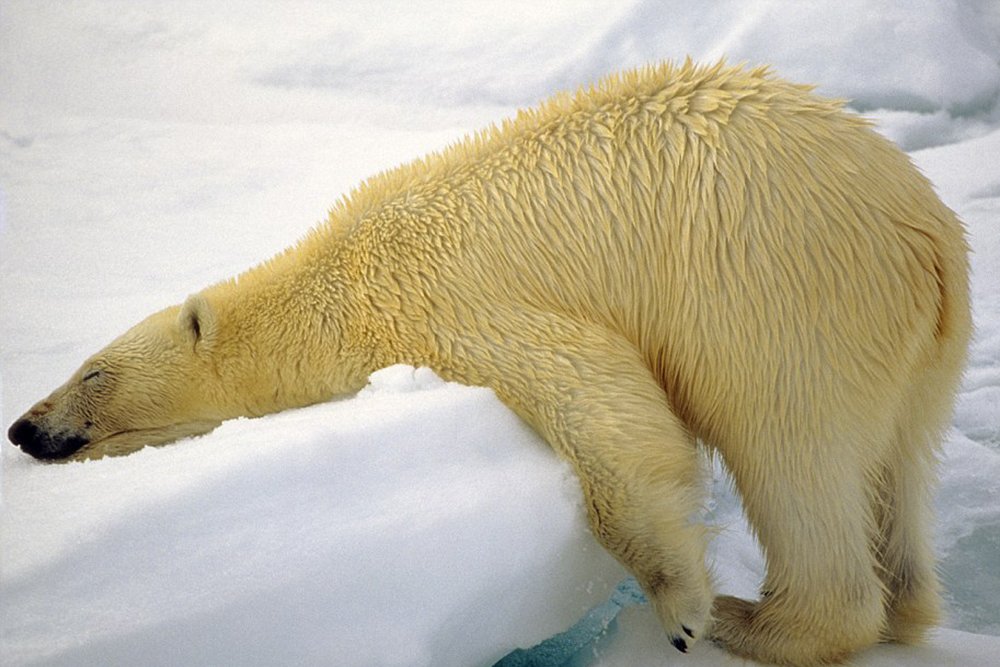 The polar bear fell asleep on an ice floe