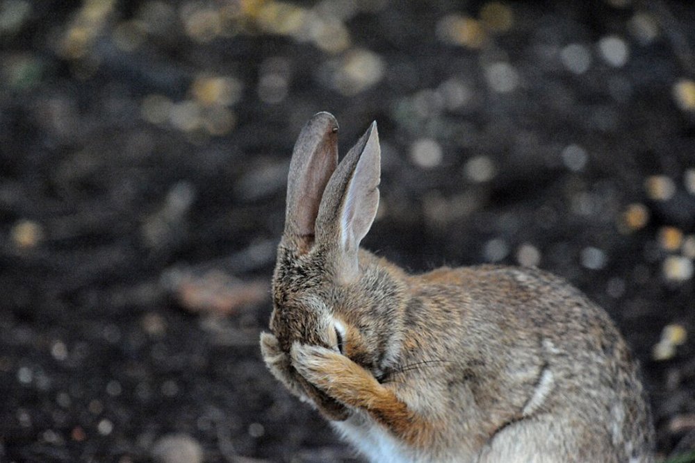 Rabbit closed his eyes with his paws