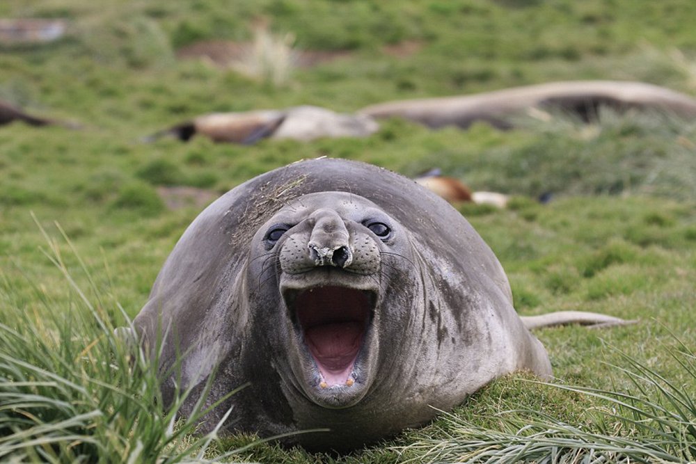 Seal