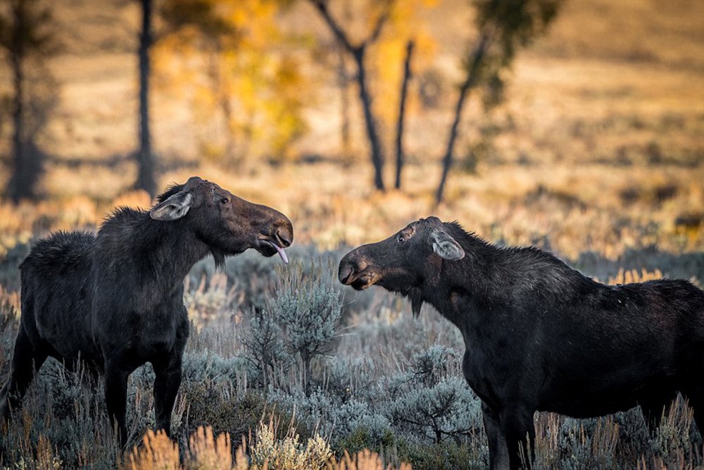 Elk shows tongue