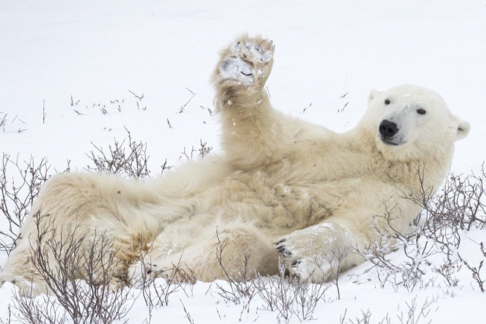 Polar bear raised his paw