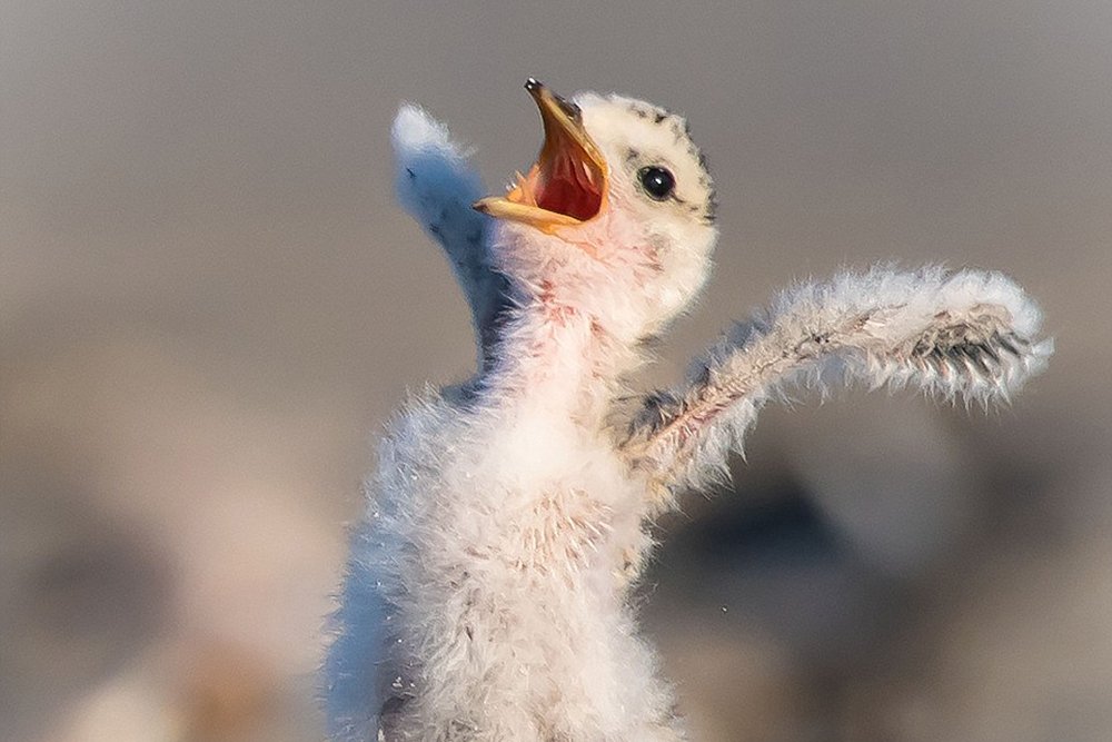 Chick