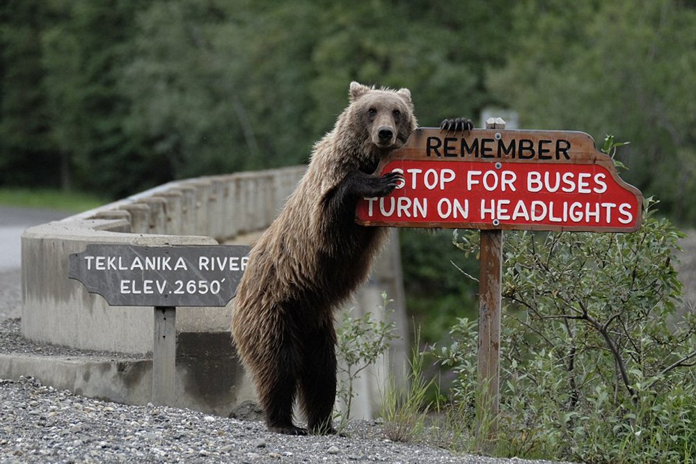 Bear at the sign