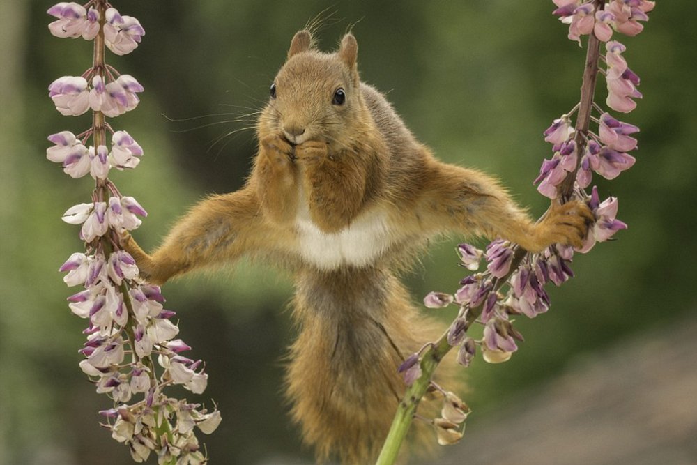 Squirrel on a swing