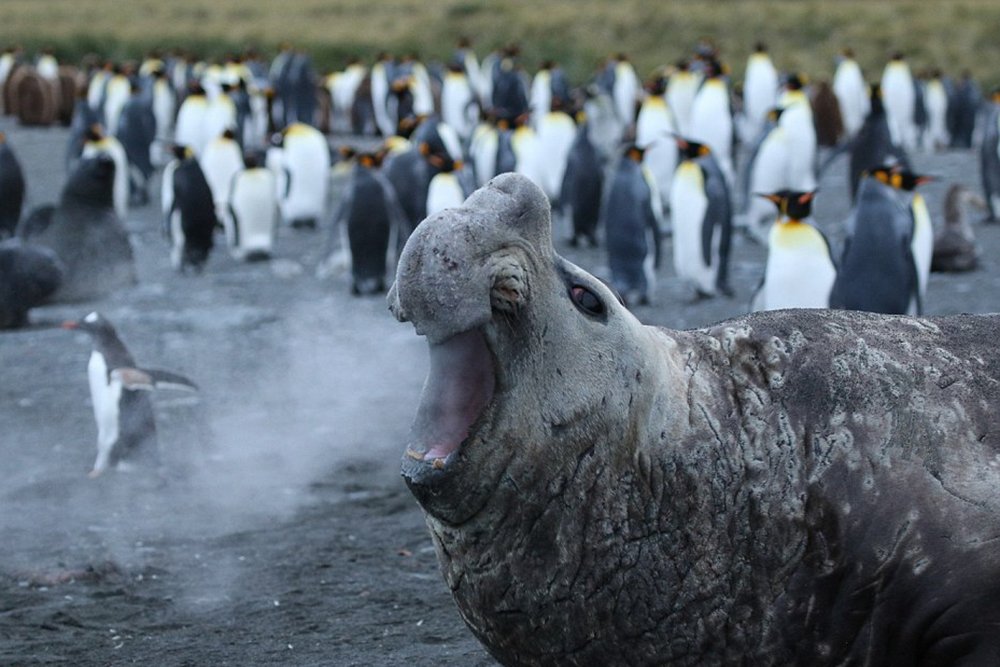 Penguins and the sea lion