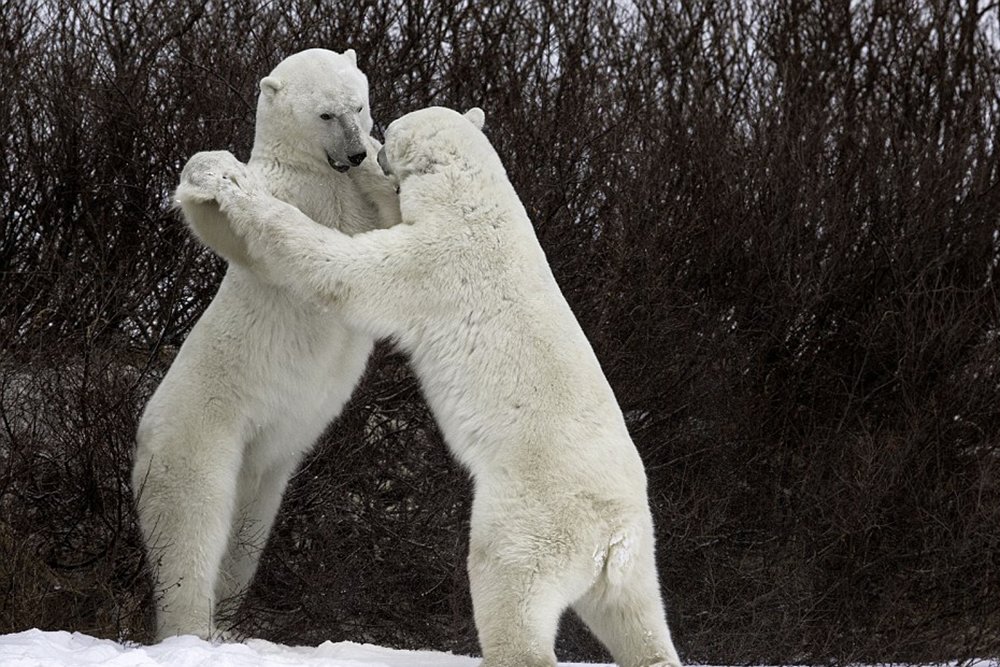 Fighting polar bears
