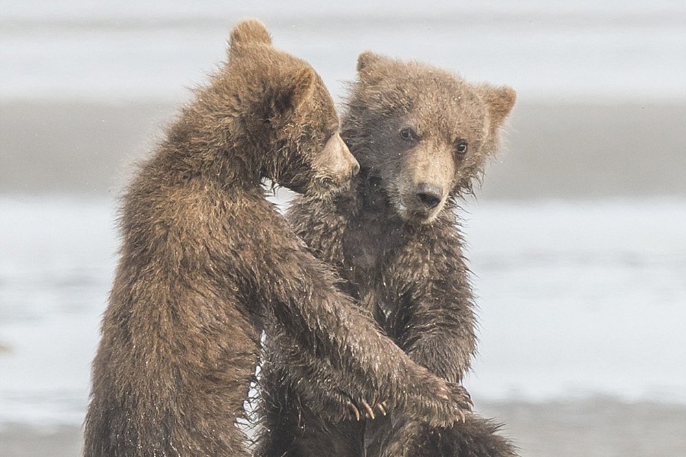 Bear