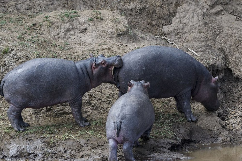 Hippos