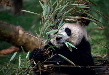 Panda eats bamboo