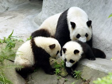 Panda with the Cubs
