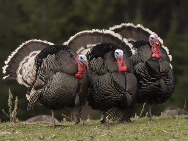 Turkeys dance a round dance