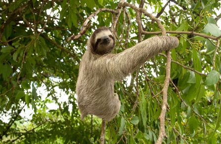 Sloth on a tree
