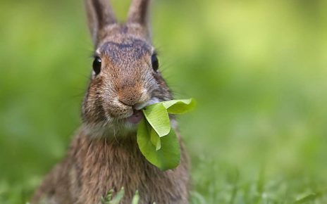 Rabbit chews leaves