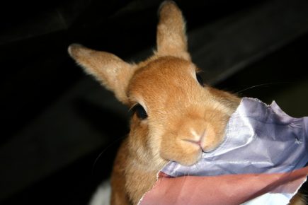 Rabbit nibbles on paper