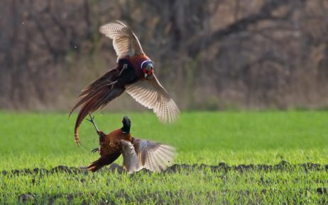 Pheasants are fighting