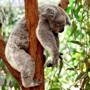 Koala sleeps on a tree