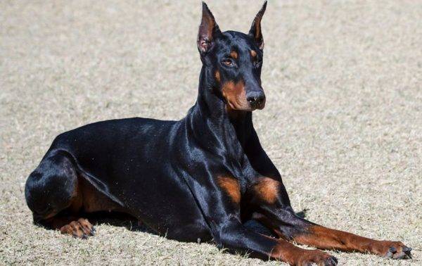 Doberman