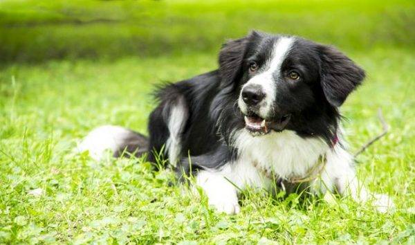 Border Collie