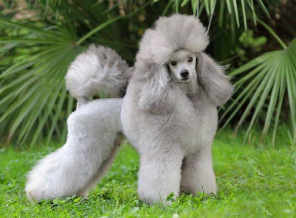 Poodle