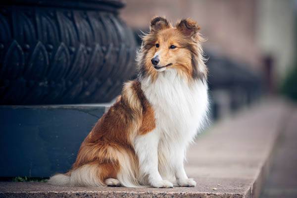 Sheltie
