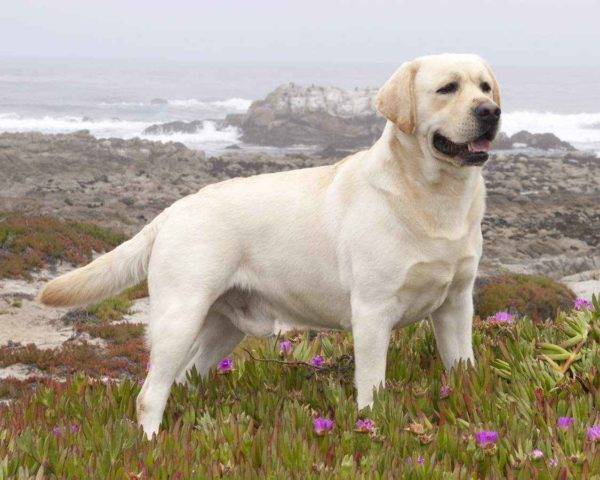 Labrador Retriever