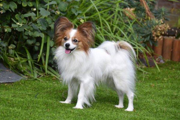 Papillon