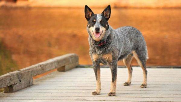 Australian Shepherd Dog (Healer)