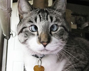 the cutest cross-eyed cat