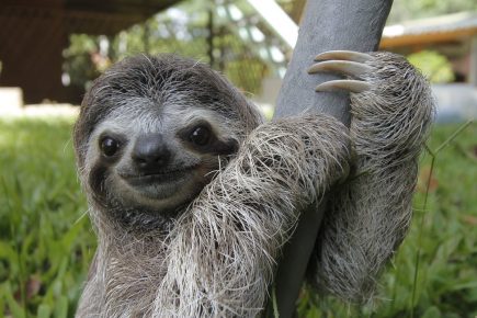 Sloth on a tree