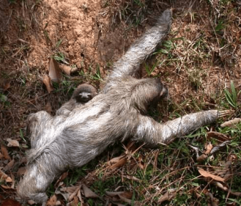 The sloth's coat is directed to the back