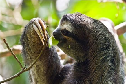 Sloth licks dew