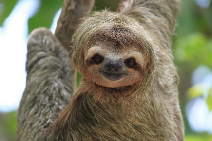 Sloth turned his head